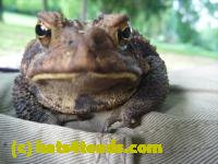 /home//u458753944/public_html/sourcegallery//////////////Toads/P10/P1060868.JPG
