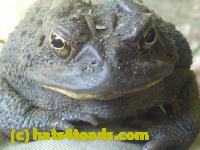 /home//u458753944/public_html/sourcegallery//////////////Toads/P10/P1070002.JPG