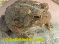 /home//u458753944/public_html/sourcegallery//////////////Toads/P10/P1070307.JPG