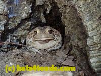 /home//u458753944/public_html/sourcegallery//////////////Toads/P80/P8030997.JPG