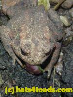 /home//u458753944/public_html/sourcegallery/////////////Toads/P10/P1060864.JPG