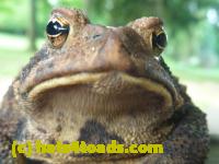 /home//u458753944/public_html/sourcegallery/////////////Toads/P10/P1060872.JPG