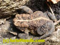 /home//u458753944/public_html/sourcegallery/////////////Toads/P10/P1060874.JPG