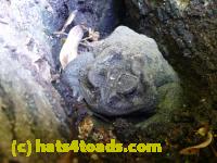 /home//u458753944/public_html/sourcegallery/////////////Toads/P10/P1060996.JPG