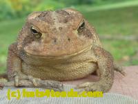 /home//u458753944/public_html/sourcegallery/////////////Toads/P10/P1070304.JPG