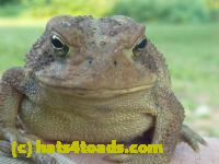 /home//u458753944/public_html/sourcegallery/////////////Toads/P10/P1070312.JPG