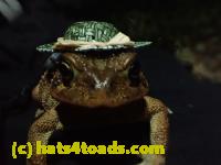 /home//u458753944/public_html/sourcegallery/////////////Toads/P10/PA100089.JPG