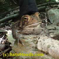 /home//u458753944/public_html/sourcegallery/////////////Toads/P62/P6300747.JPG