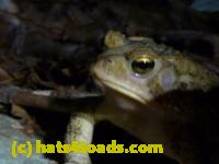 /home//u458753944/public_html/sourcegallery////////////Toads/P10/P1030124.JPG