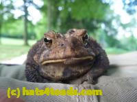 /home//u458753944/public_html/sourcegallery////////////Toads/P10/P1060866.JPG