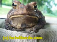 /home//u458753944/public_html/sourcegallery////////////Toads/P10/P1060869.JPG
