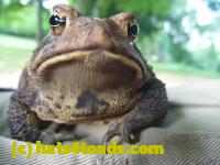 /home//u458753944/public_html/sourcegallery////////////Toads/P10/P1060870.JPG