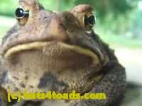 /home//u458753944/public_html/sourcegallery////////////Toads/P10/P1060871.JPG