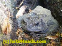 /home//u458753944/public_html/sourcegallery////////////Toads/P10/P1060997.JPG
