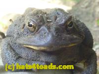 /home//u458753944/public_html/sourcegallery////////////Toads/P10/P1060999.JPG