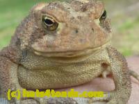 /home//u458753944/public_html/sourcegallery////////////Toads/P10/P1070300.JPG