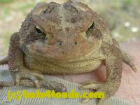 /home//u458753944/public_html/sourcegallery////////////Toads/P10/P1070303.JPG