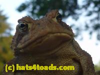 /home//u458753944/public_html/sourcegallery////////////Toads/P10/P1070309.JPG