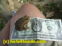 /home//u458753944/public_html/sourcegallery////////////Toads/P10/P1070313.JPG