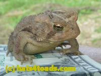 /home//u458753944/public_html/sourcegallery////////////Toads/P10/P1070314.JPG