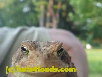 /home//u458753944/public_html/sourcegallery////////////Toads/P10/P1070316.JPG