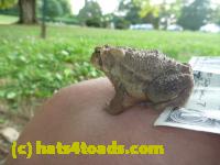 /home//u458753944/public_html/sourcegallery////////////Toads/P10/P1070319.JPG