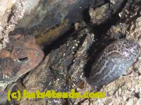 /home//u458753944/public_html/sourcegallery////////////Toads/P10/P1080280.JPG