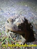 /home//u458753944/public_html/sourcegallery////////////Toads/P11/P1100074.JPG