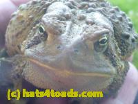 /home//u458753944/public_html/sourcegallery////////////Toads/P11/P1120410.JPG