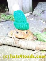 /home//u458753944/public_html/sourcegallery////////////Toads/P40/P4050374.JPG