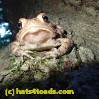 /home//u458753944/public_html/sourcegallery////////////Toads/P62/P6250739.JPG