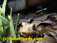 /home//u458753944/public_html/sourcegallery////////////Toads/P80/P8030995.JPG