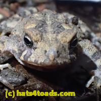 /home//u458753944/public_html/sourcegallery////////////Toads/P91/P9100716.JPG