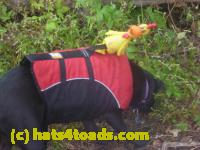 /home//u458753944/public_html/sourcegallery///////////Chickens/Cookie/P1140460.JPG
