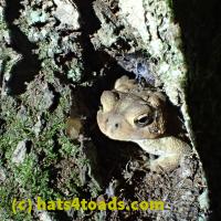 /home//u458753944/public_html/sourcegallery///////////Toads/P06/PA060106.JPG