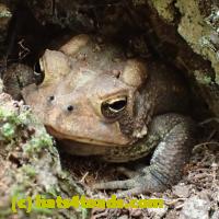 /home//u458753944/public_html/sourcegallery///////////Toads/P06/PA070127.JPG