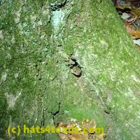 /home//u458753944/public_html/sourcegallery///////////Toads/P06/PA070147.JPG