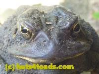 /home//u458753944/public_html/sourcegallery///////////Toads/P10/P1070001.JPG