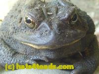 /home//u458753944/public_html/sourcegallery///////////Toads/P10/P1070002.JPG