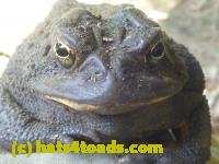 /home//u458753944/public_html/sourcegallery///////////Toads/P10/P1070004.JPG