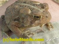 /home//u458753944/public_html/sourcegallery///////////Toads/P10/P1070307.JPG