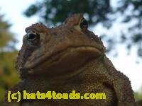 /home//u458753944/public_html/sourcegallery///////////Toads/P10/P1070309.JPG