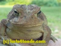 /home//u458753944/public_html/sourcegallery///////////Toads/P10/P1070312.JPG