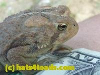 /home//u458753944/public_html/sourcegallery///////////Toads/P10/P1070317.JPG