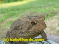 /home//u458753944/public_html/sourcegallery///////////Toads/P10/P1070318.JPG