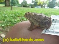 /home//u458753944/public_html/sourcegallery///////////Toads/P10/P1070319.JPG