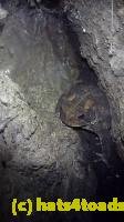 /home//u458753944/public_html/sourcegallery///////////Toads/P10/P1080193.JPG