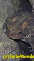 /home//u458753944/public_html/sourcegallery///////////Toads/P10/P1080210.JPG