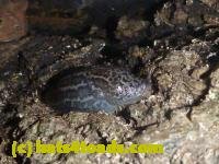 /home//u458753944/public_html/sourcegallery///////////Toads/P10/P1080272.JPG