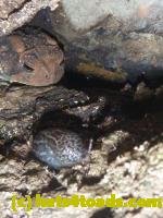 /home//u458753944/public_html/sourcegallery///////////Toads/P10/P1080273.JPG